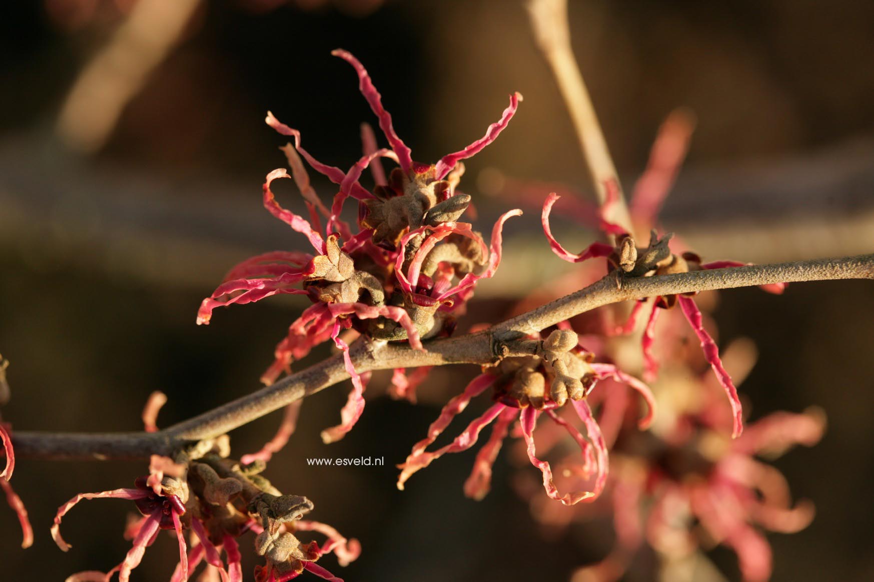 Hamamelis intermedia 'Parasol'