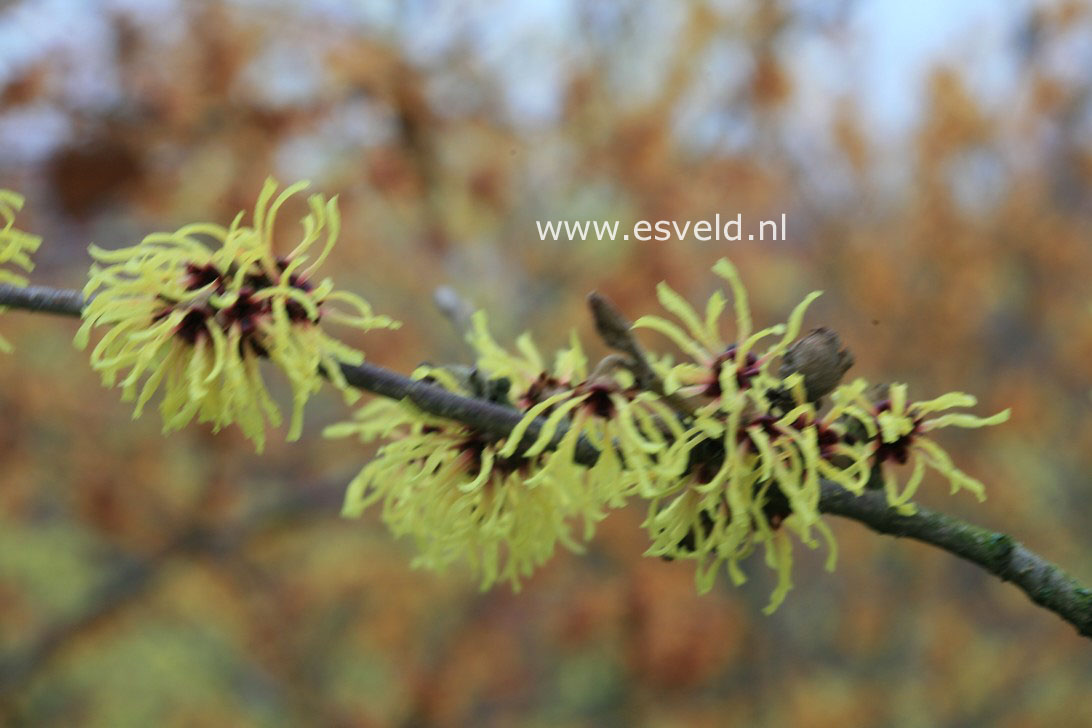 Hamamelis intermedia 'Primavera'