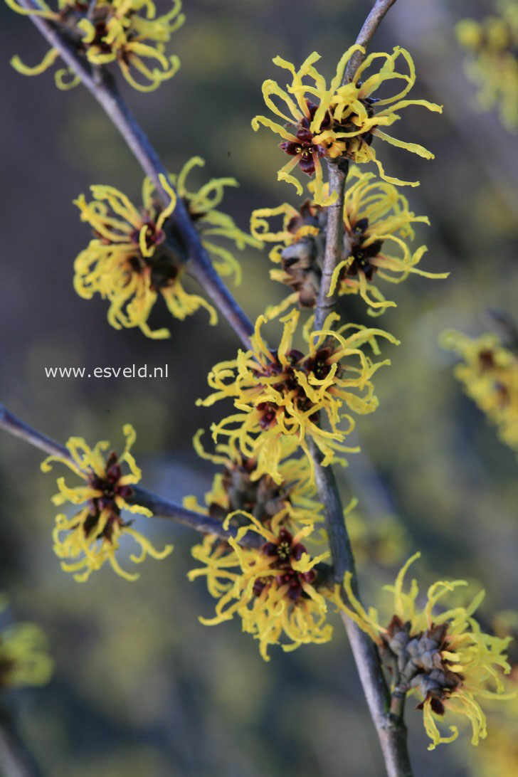 Hamamelis intermedia 'Ripe Corn'
