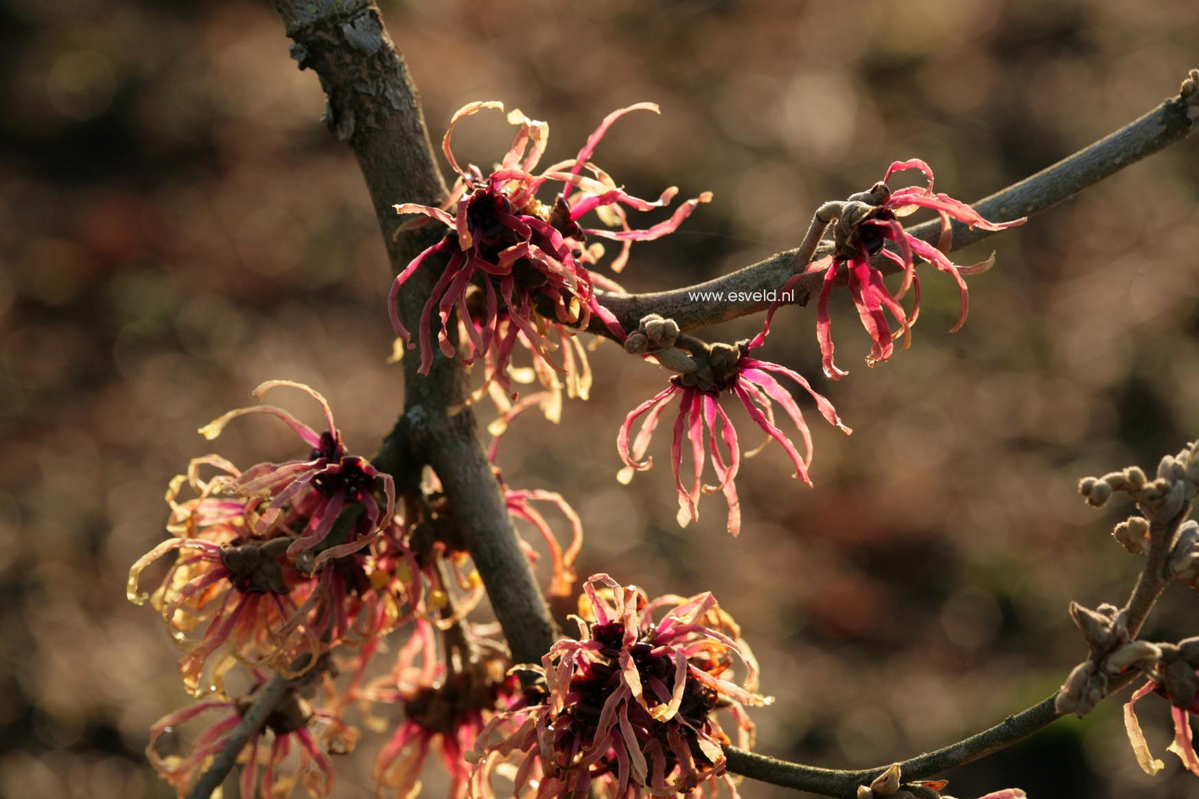 Hamamelis intermedia 'Strawberries and Cream'