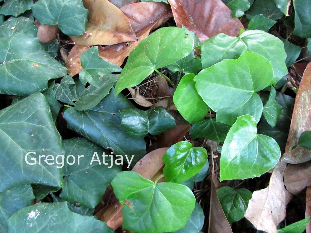 Hedera colchica 'Dentata'