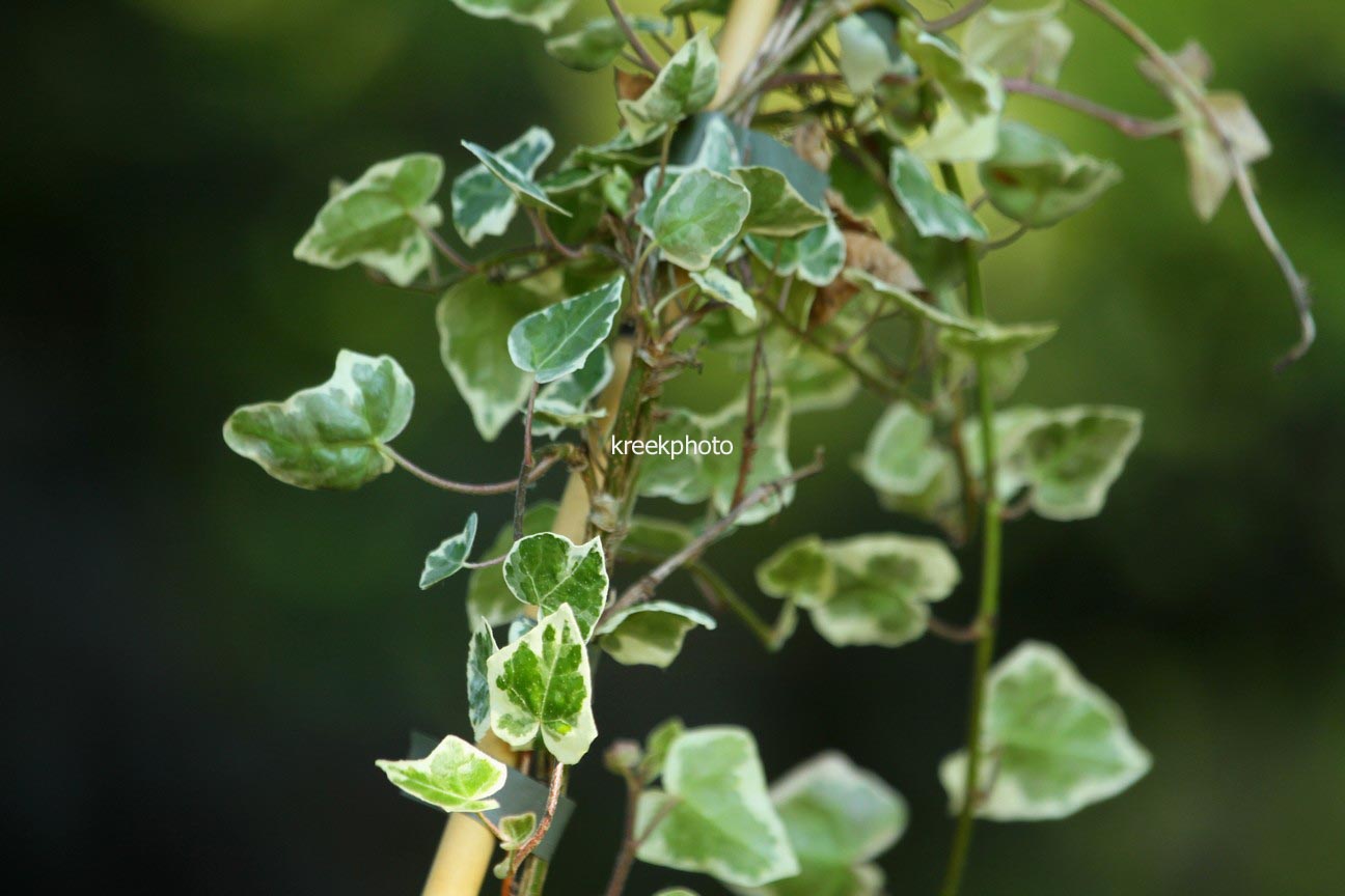 Hedera helix 'Marginata Elegantissima'