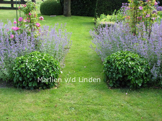 Hedera hibernica 'Arbori Compact'