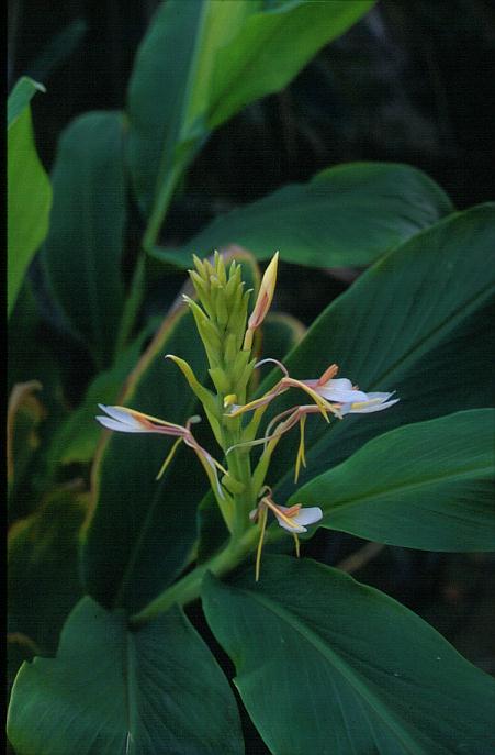 Hedychium spicatum