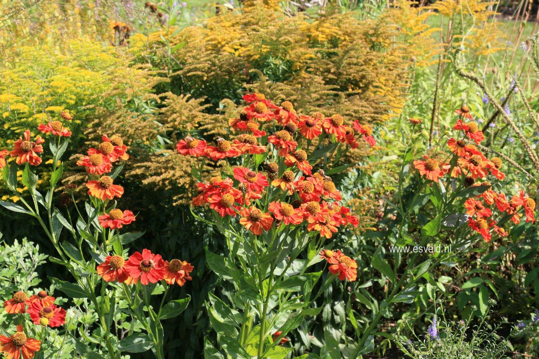 Helenium 'Baudirektor Linne'