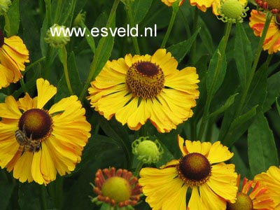 Helenium 'Can Can'