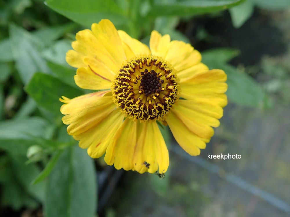 Helenium 'Wyndley'