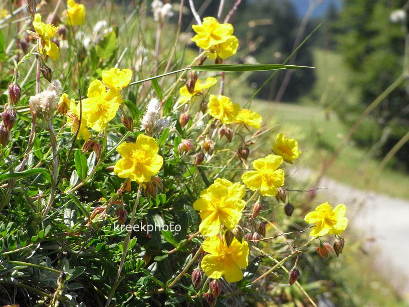 Helianthemum nummularium