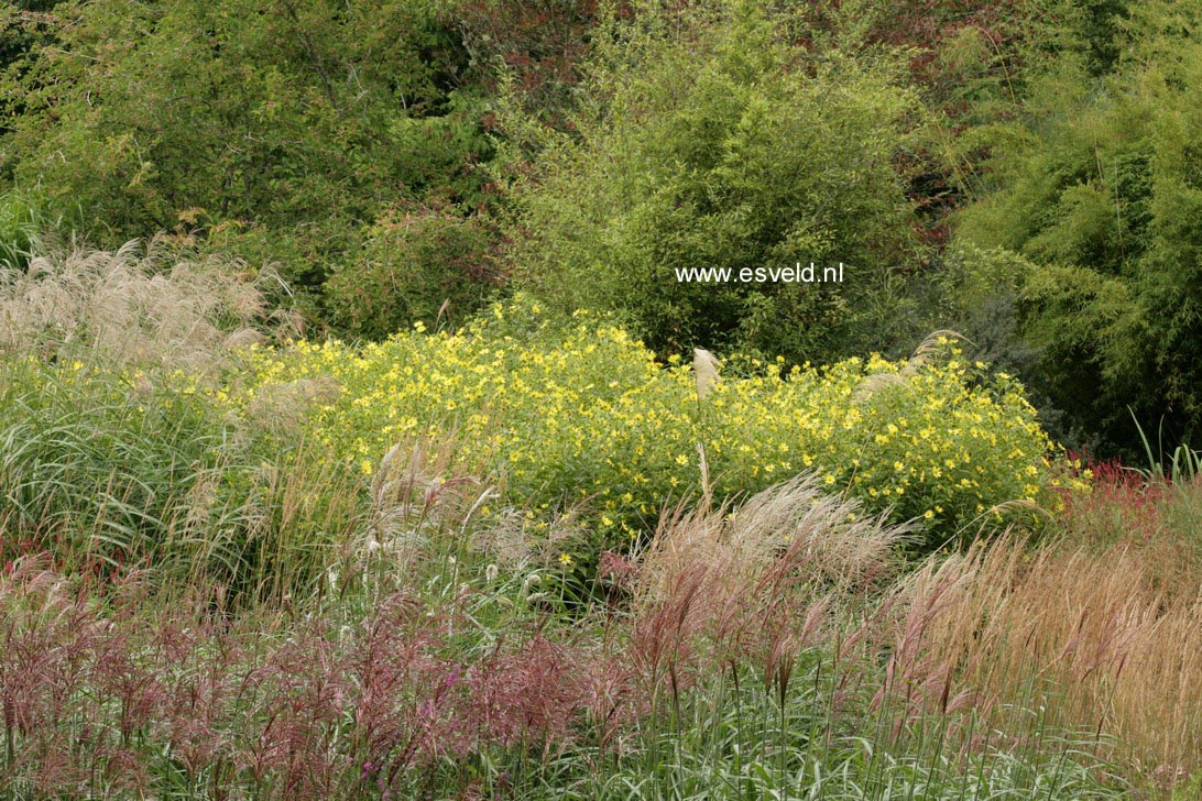 Helianthus 'Lemon Queen'