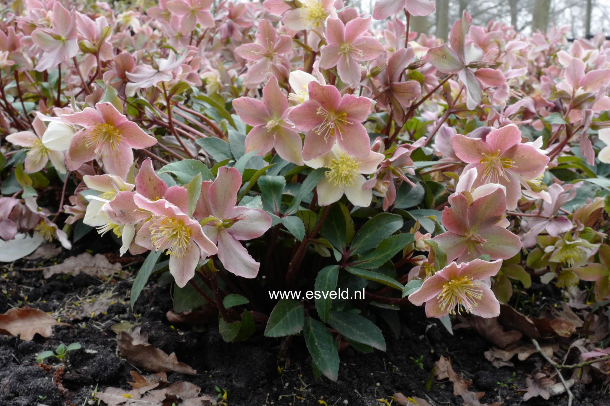 Helleborus 'Pirouette'