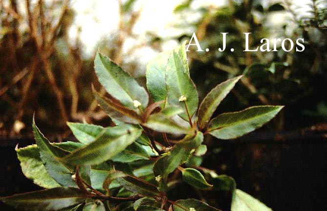 Helwingia japonica Helwingia japonica