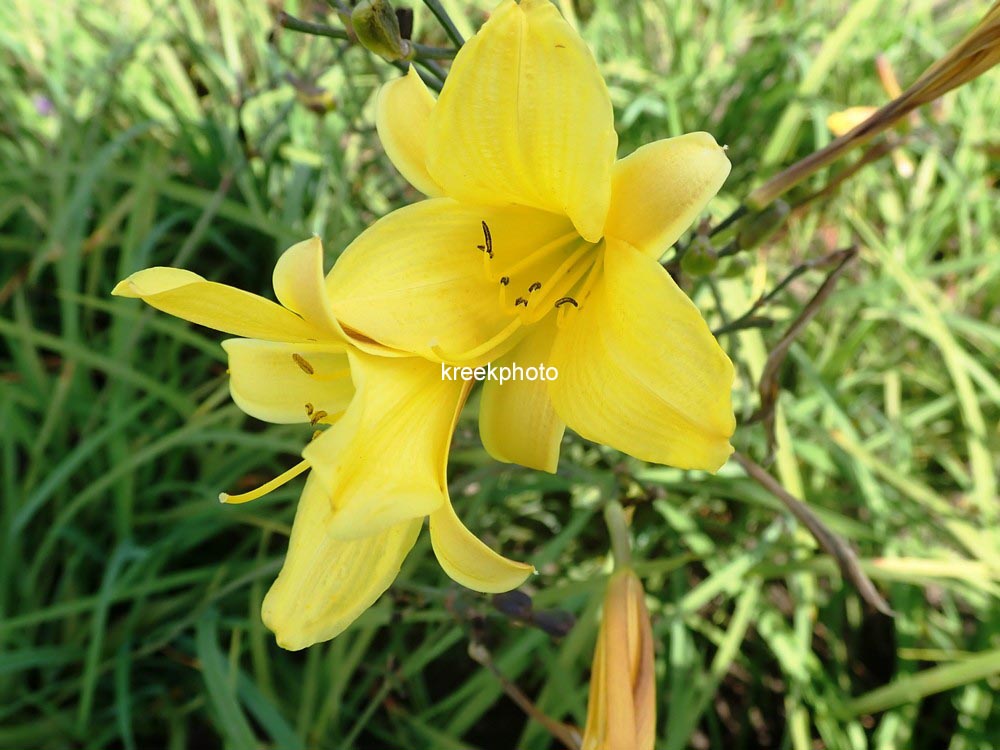 Hemerocallis 'Corky'