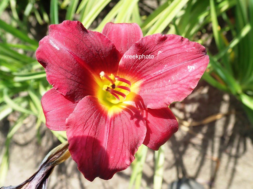 Hemerocallis 'Pardon Me'