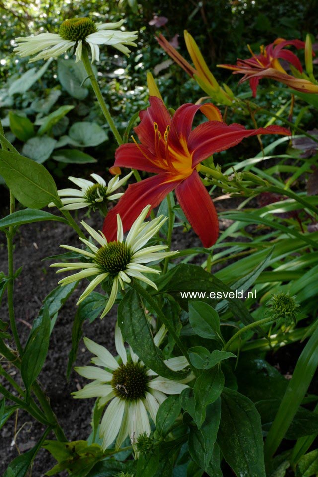 Hemerocallis 'Sammy Russell'