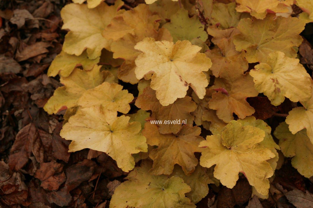 Heuchera 'Caramel'