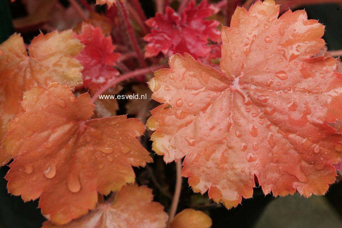 Heuchera 'Cherry Cola'