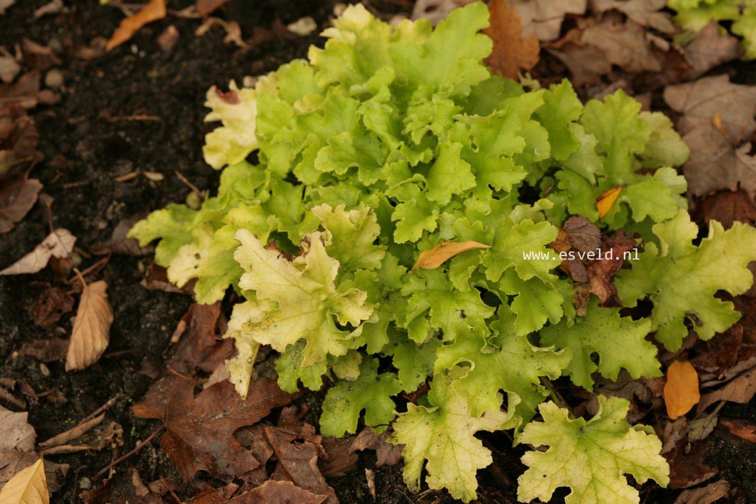 Heuchera 'Lime Marmalade'