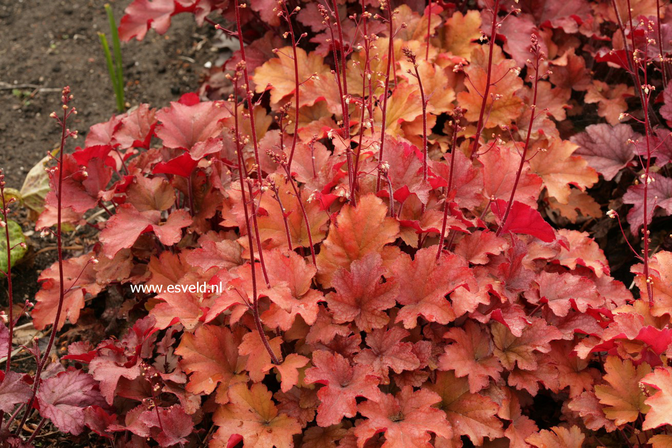 Heuchera 'Peach Flambe'