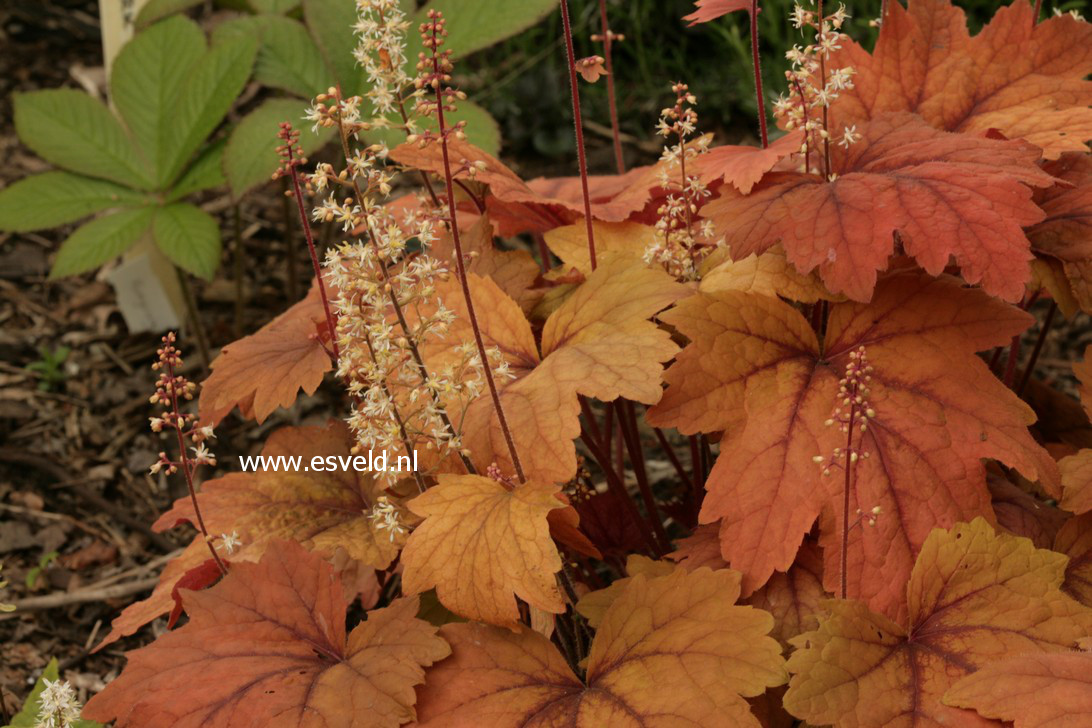 Heucherella 'Sweet Tea'