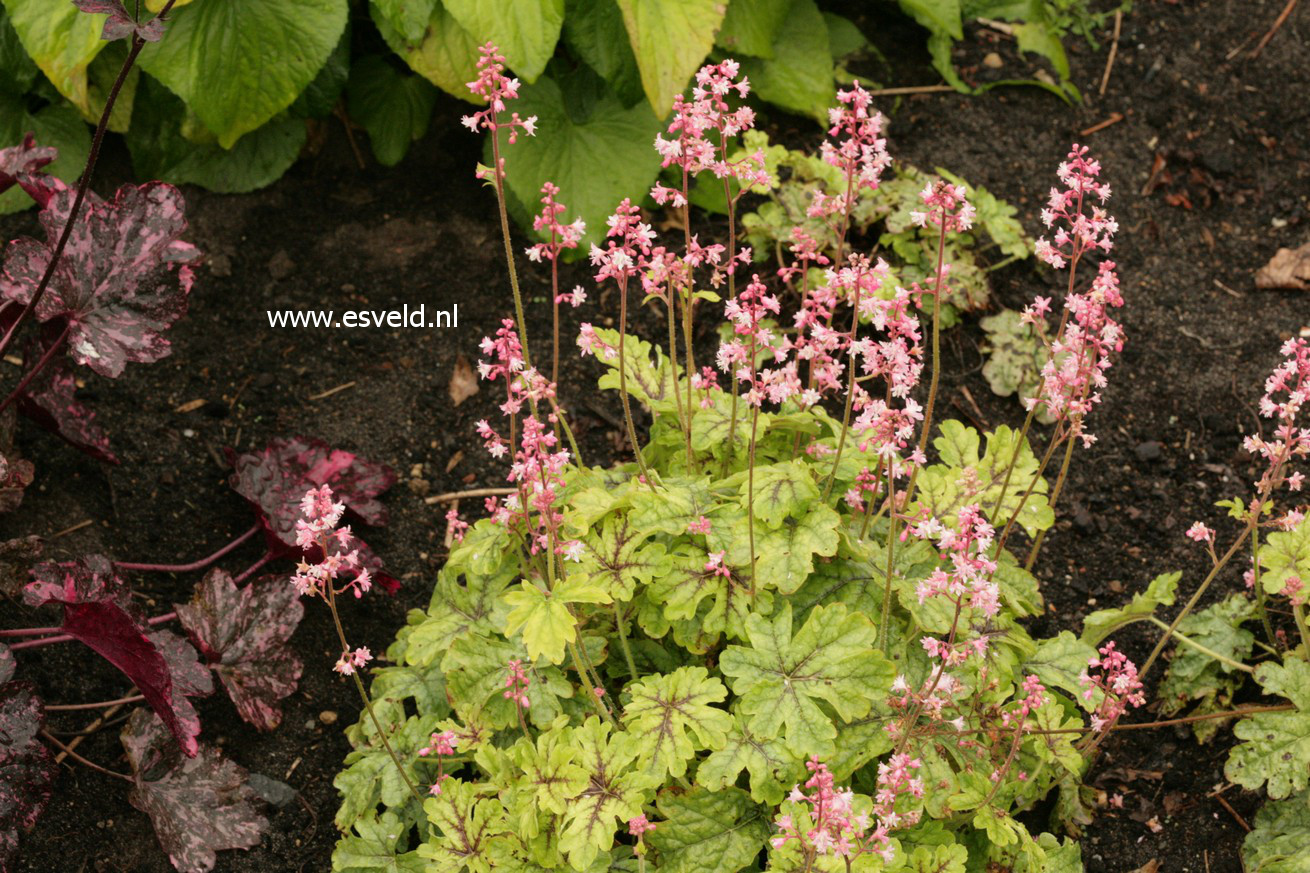 Heucherella 'Tapestry'