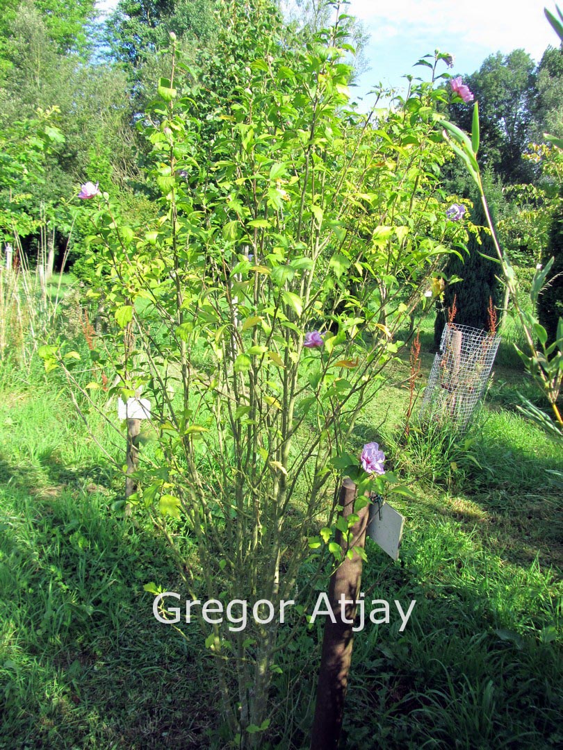 Hibiscus syriacus 'Duc de Brabant'