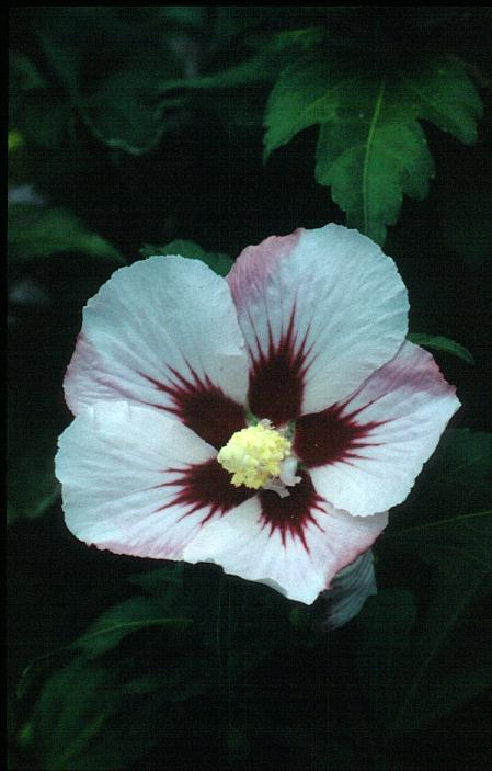 Hibiscus syriacus 'Hamabo'