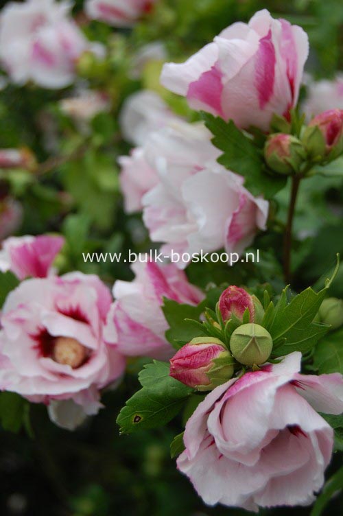Hibiscus syriacus 'Helene'