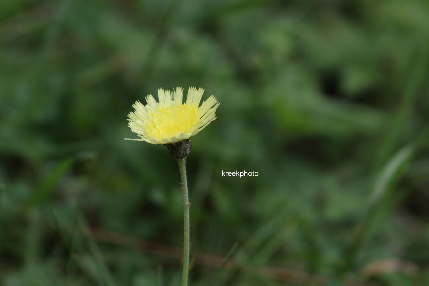 Hieracium pilosella