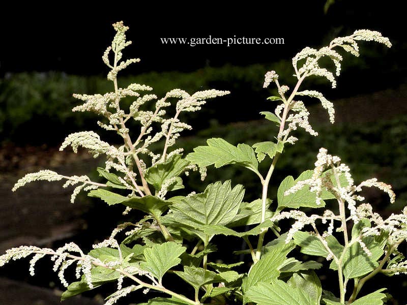 Holodiscus discolor ariifolius
