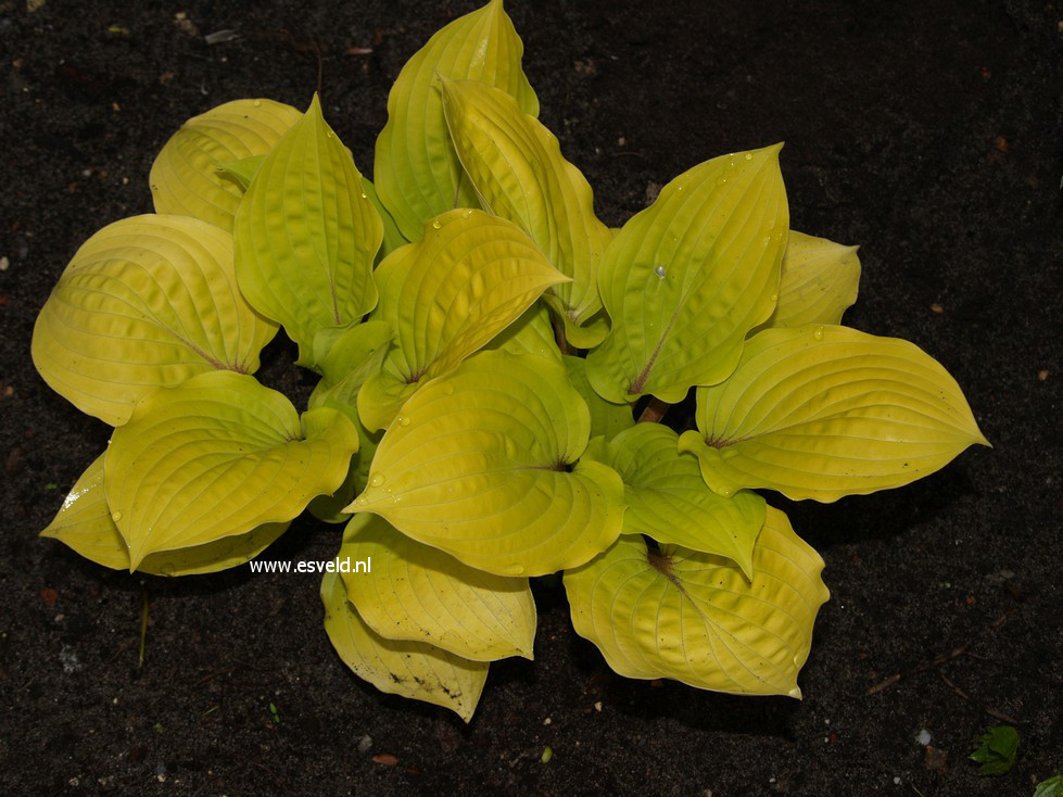 Hosta 'Fire Island'