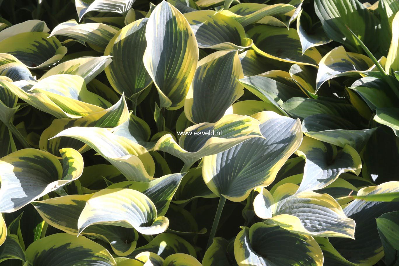 Hosta 'First Frost'