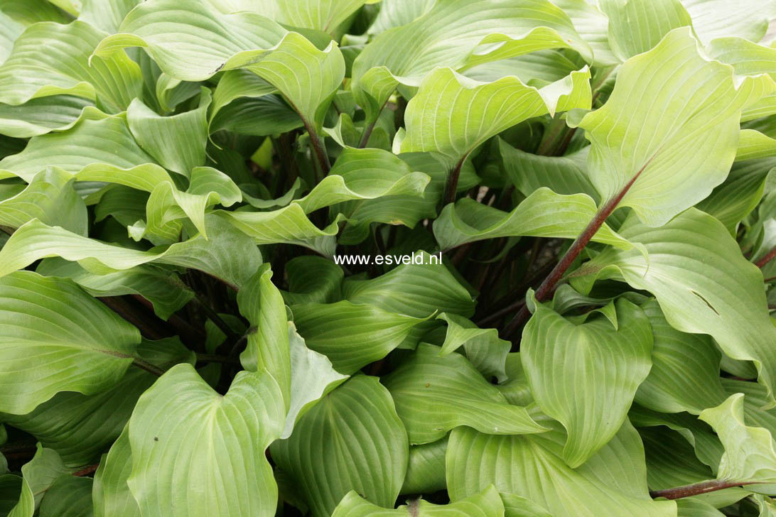 Hosta 'Harry van de Laar'