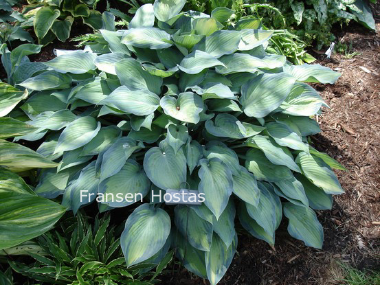Hosta 'Paradise Joyce'