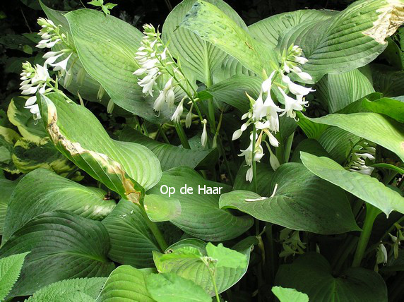Hosta 'Snowden'