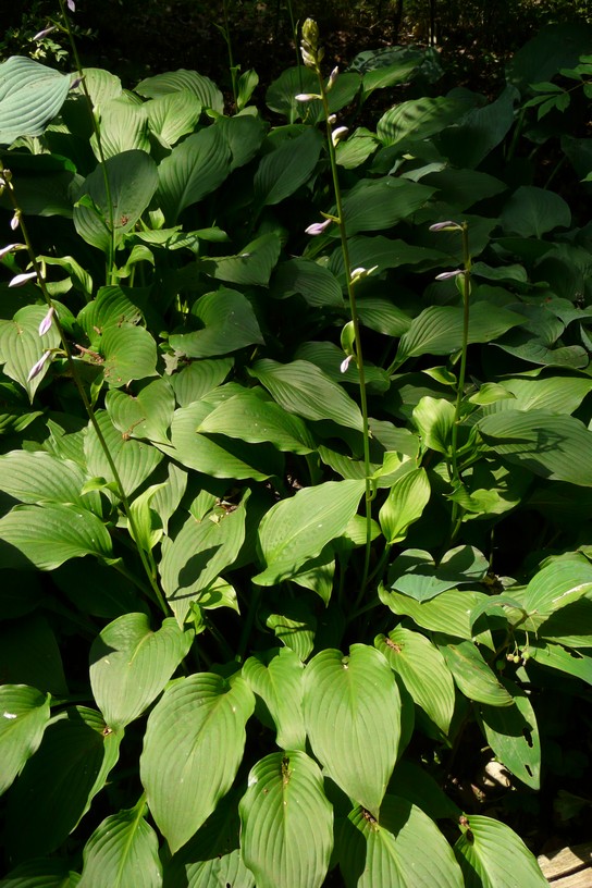Hosta ventricosa
