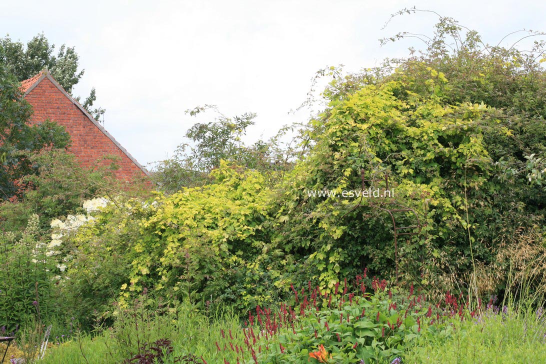 Humulus lupulus 'Aureus'