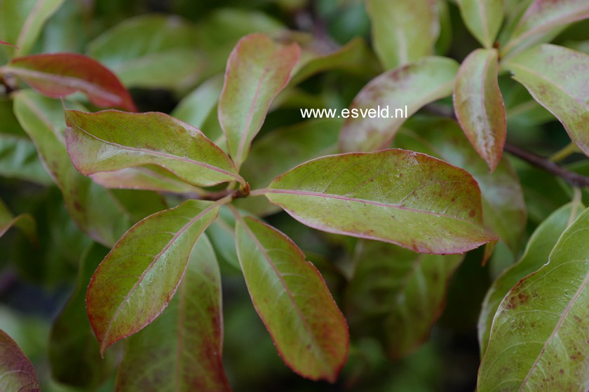 Huodendron biaristatum