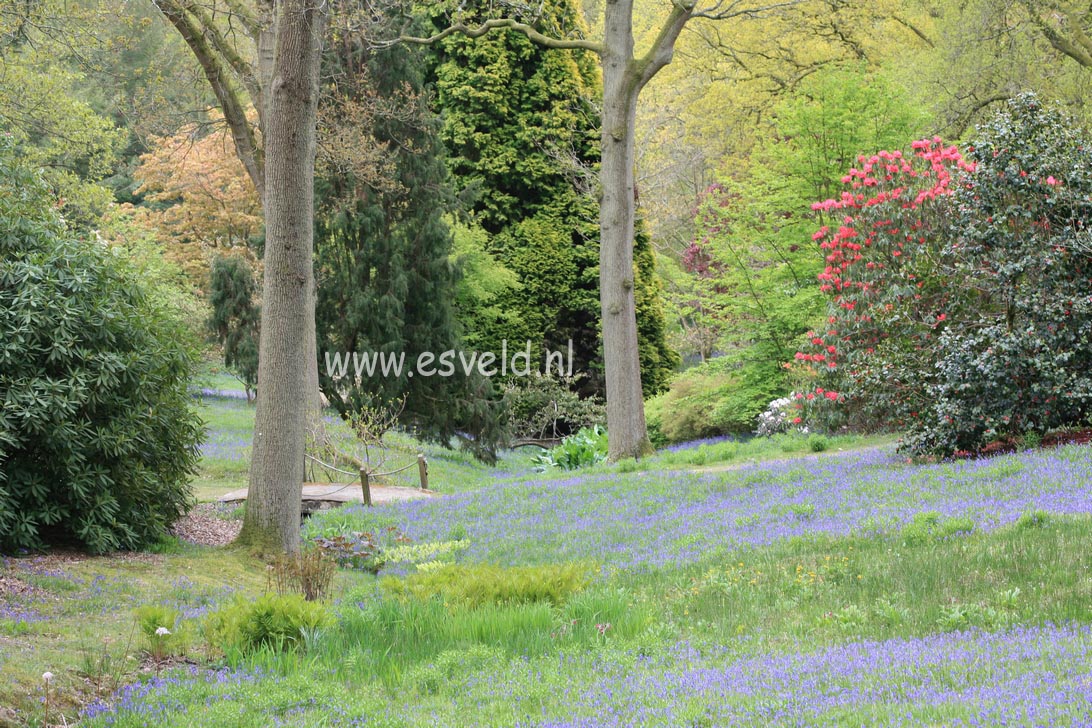 Hyacinthoides non-scripta