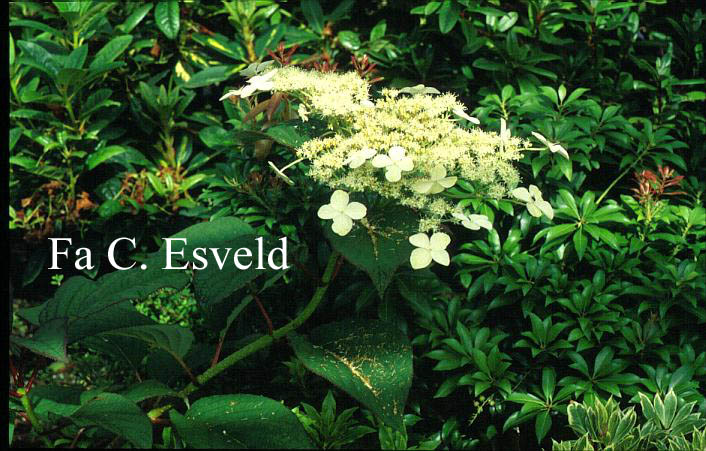 Hydrangea 'Nepal Beauty'