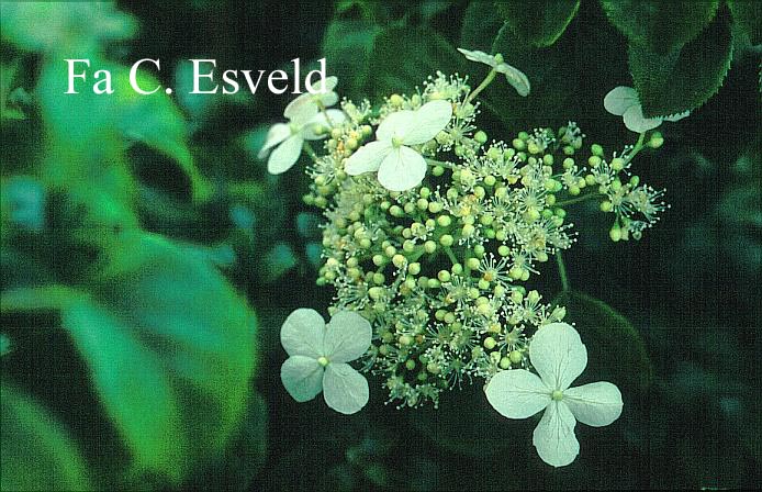 Hydrangea anomala 'Brookside Littleleaf'