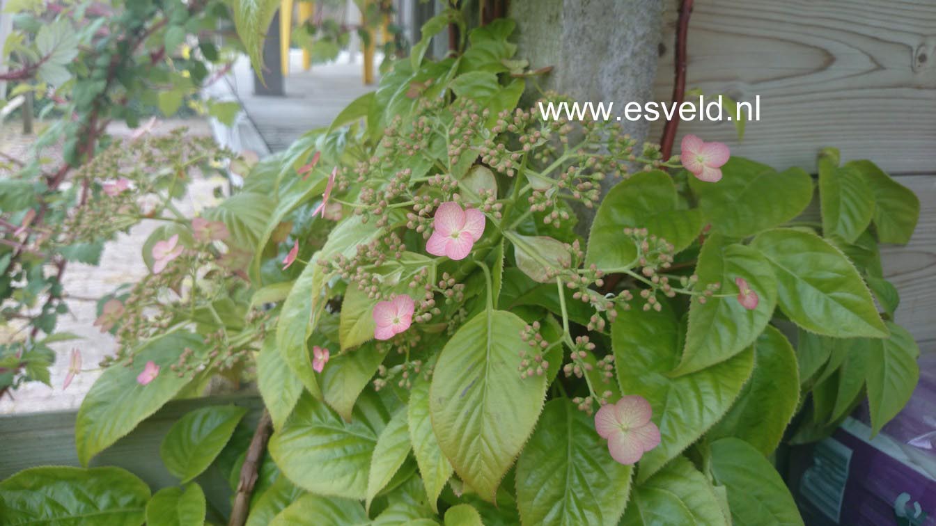 Hydrangea anomala 'Crug Coral'