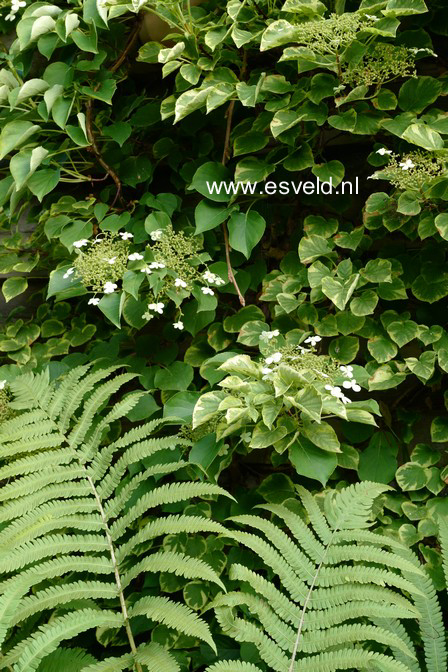Hydrangea anomala 'Mirranda'