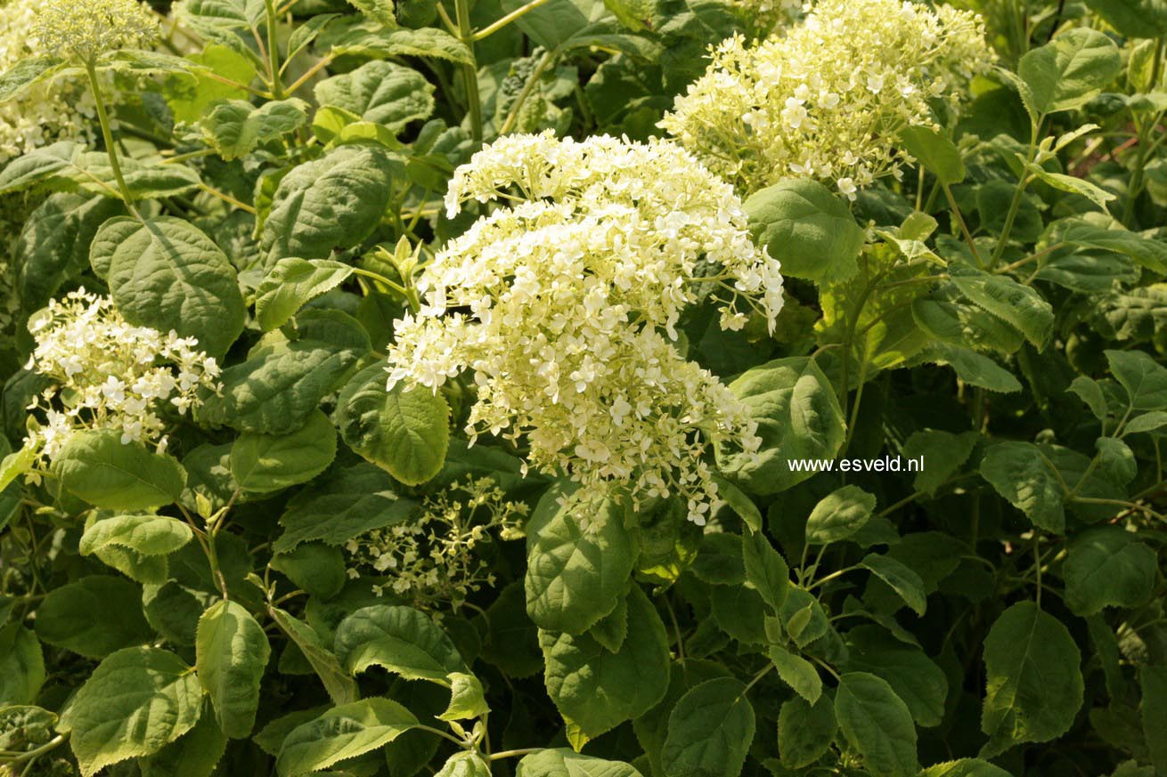 Hydrangea arborescens 'Puffed Green'