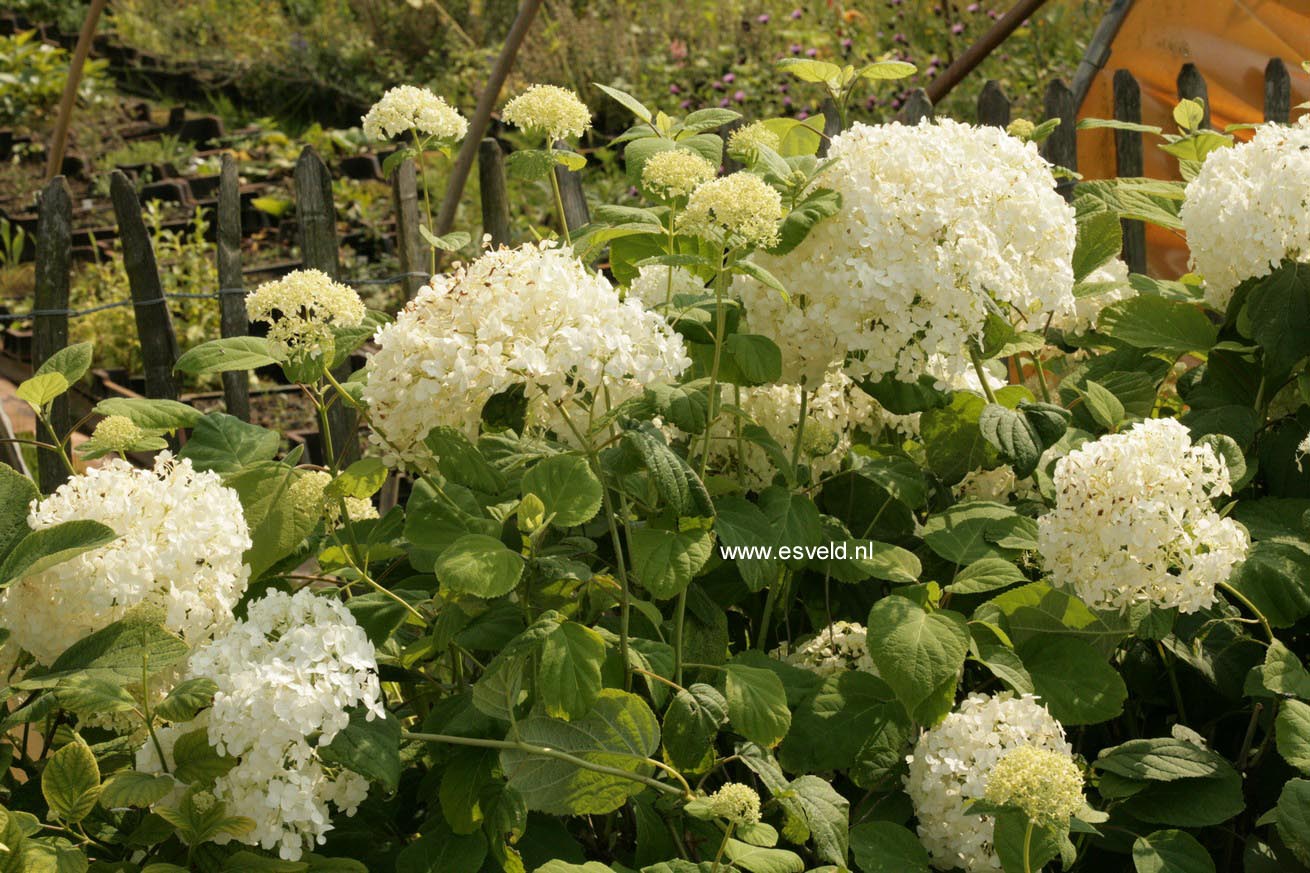 Hydrangea arborescens 'Sheep Cloud'