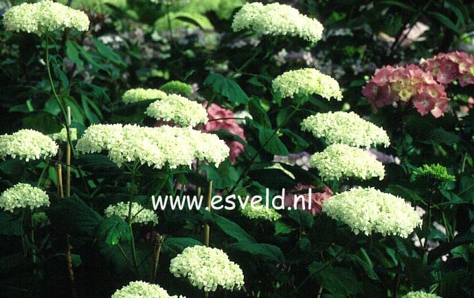 Hydrangea arborescens 'Sterilis'