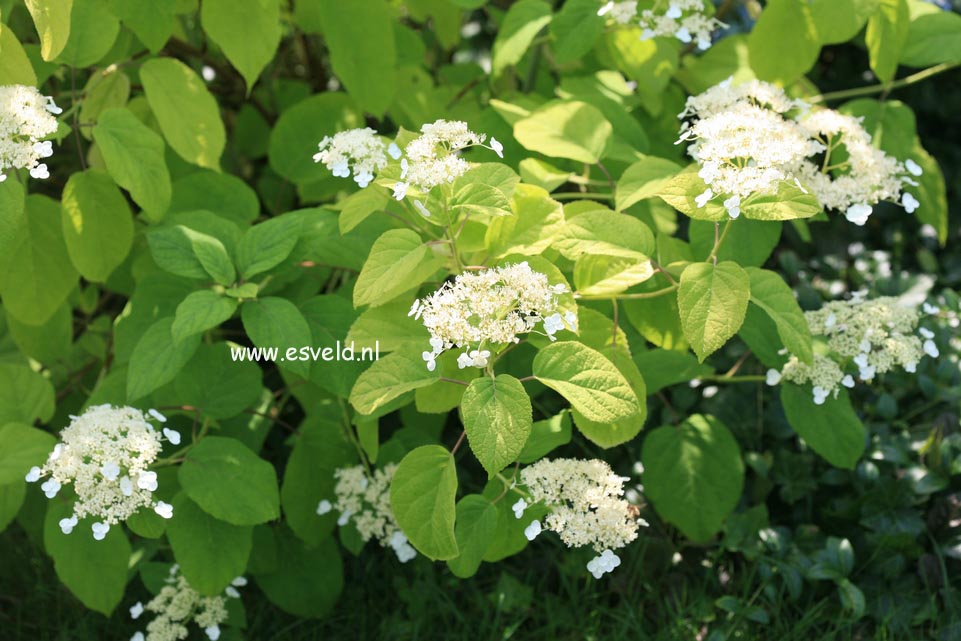 Hydrangea arborescens 'Vasterival'