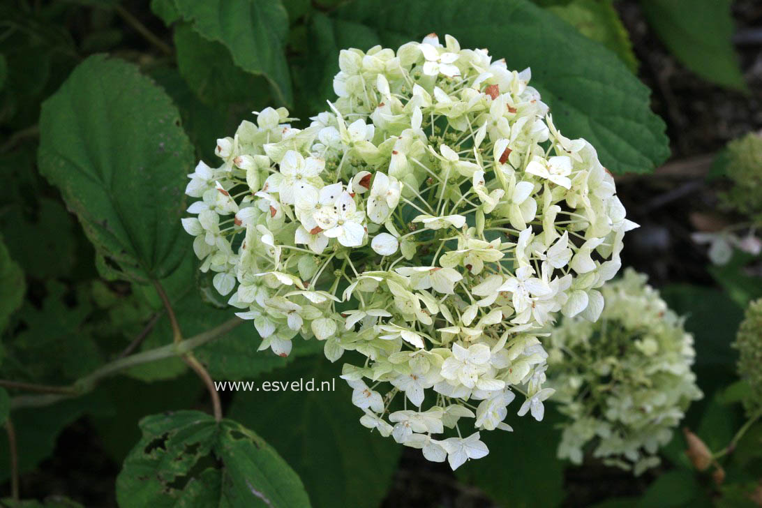 Hydrangea arborescens 'Winterthur'