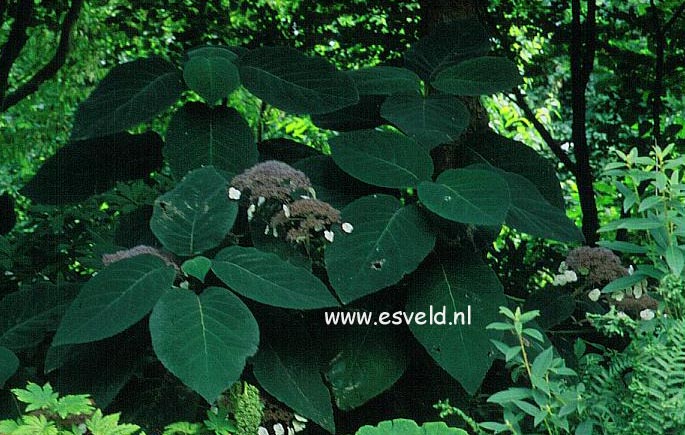 Hydrangea aspera 'Bellevue'