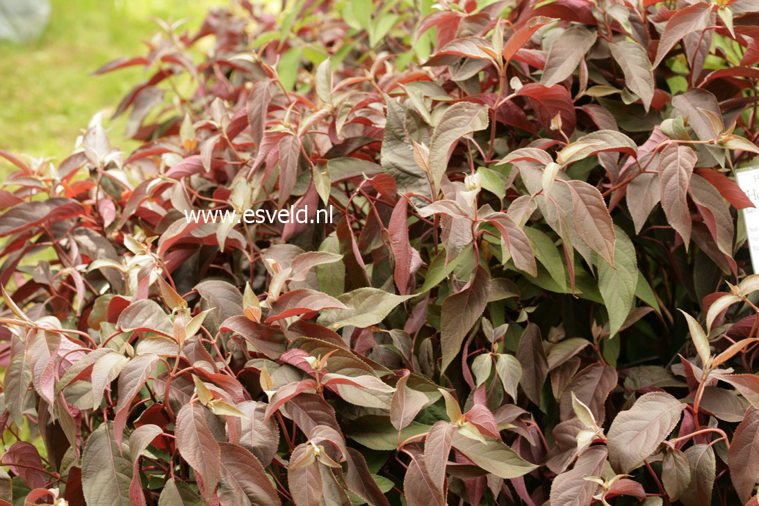 Hydrangea aspera 'Haopr012' (HOT CHOCOLATE)
