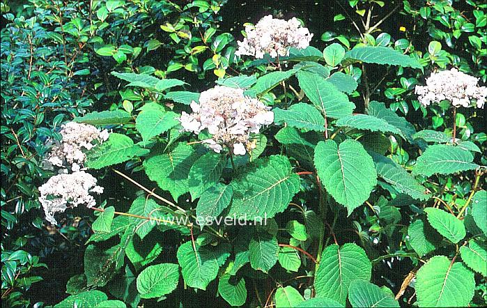 Hydrangea aspera 'Pink Cloud'